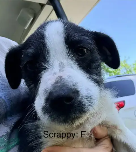 Scrappy photo 3