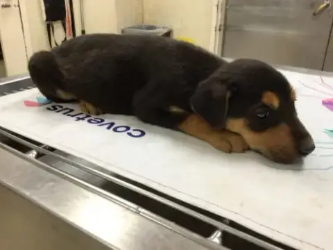 Suki