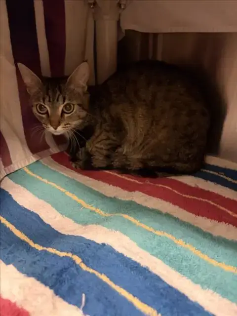 Nova