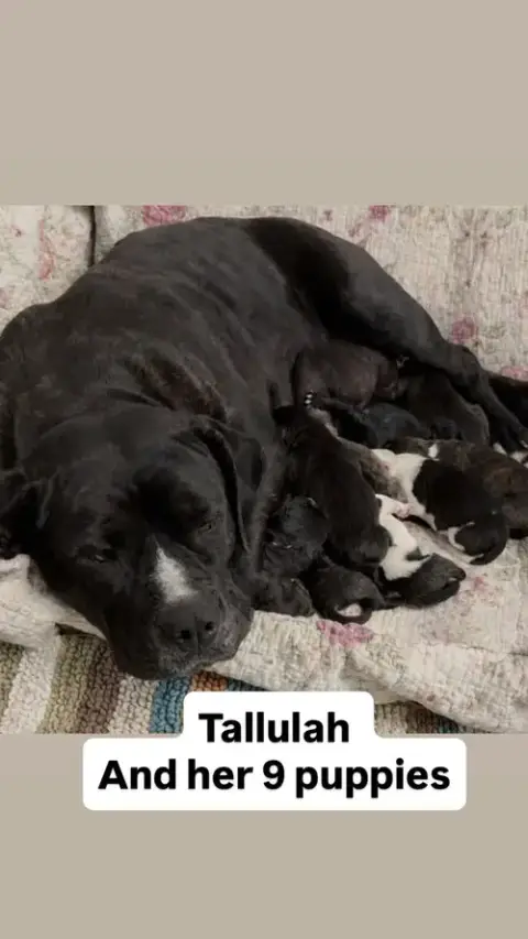 Tallulah photo 4