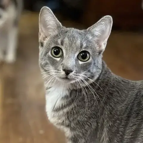 Maxine