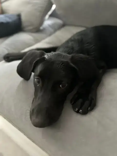 Buddy photo 4