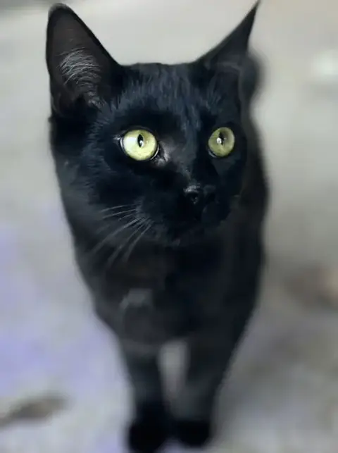 Ink