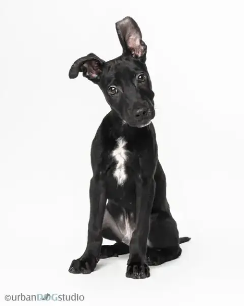 Diesel photo 2