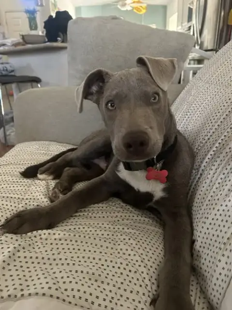 Bluey photo 2