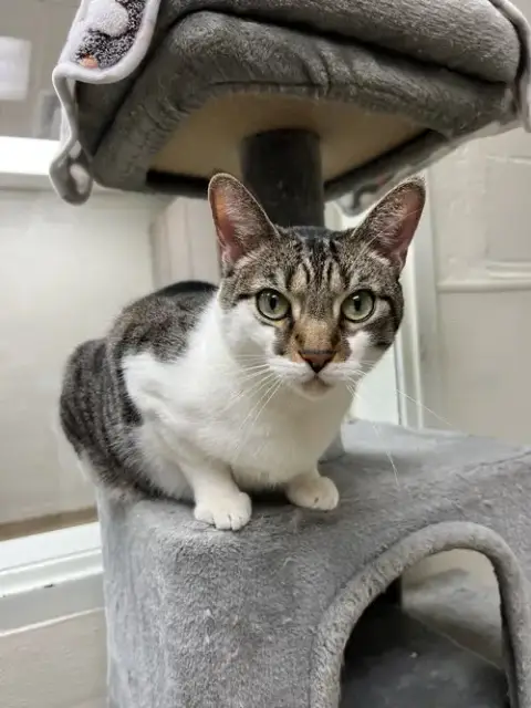 Maro