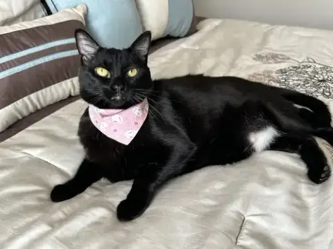 Mere-Bear
