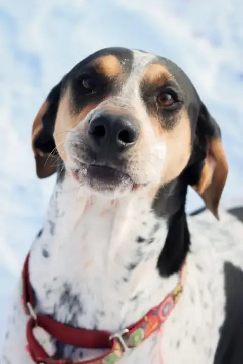 Halle Hound photo 4
