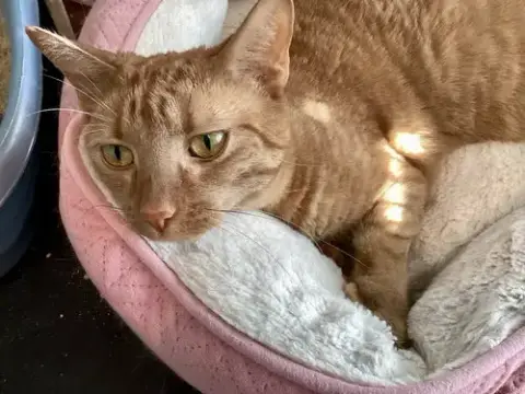 Peaches