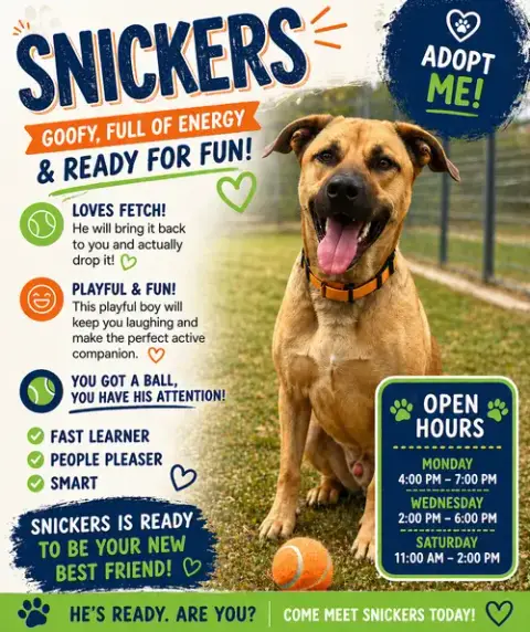 Snickers photo 2