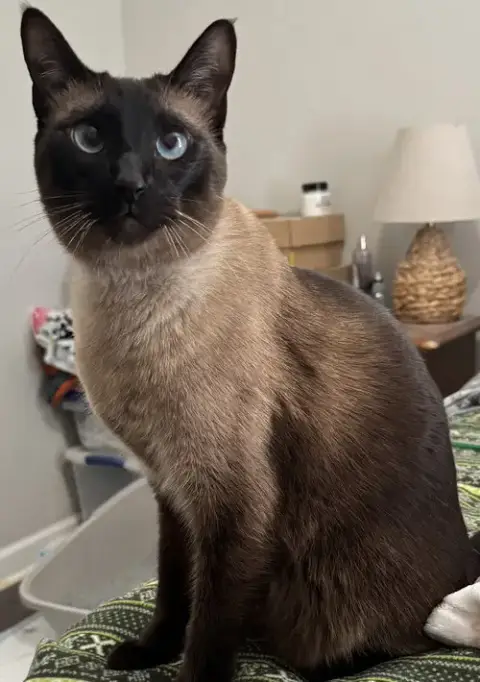 Silas