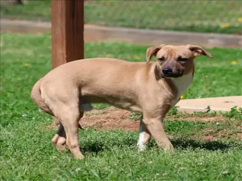 Timber