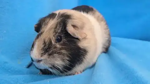 Moo