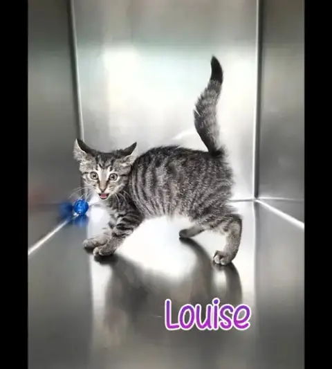 Louise