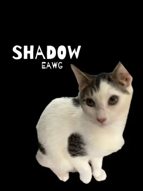 Shadow
