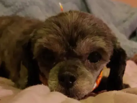 Gertie-Os photo 5