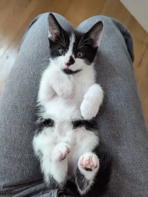 Oreo