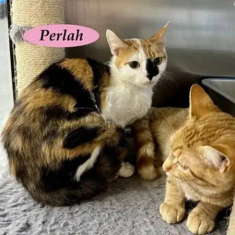 Perlah photo 5