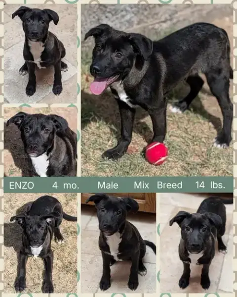 Enzo