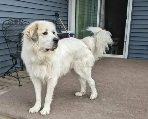 Thor photo 3