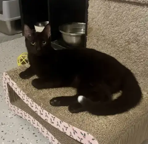 Jellybean