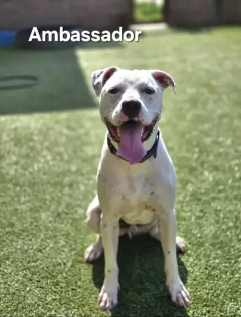 Ambassador