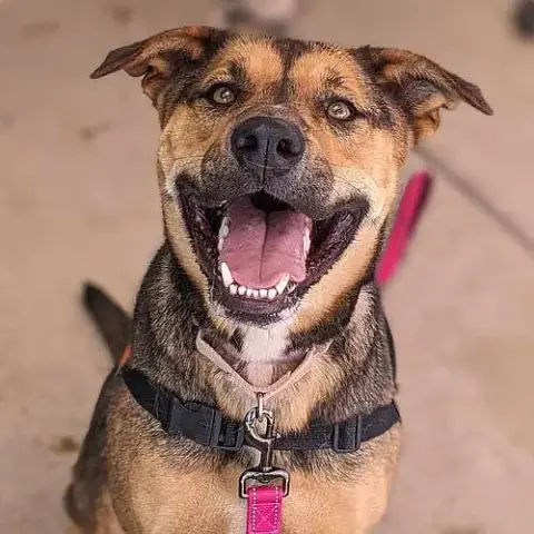 Benson