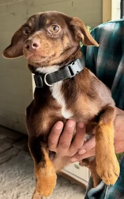 Brownie photo 2