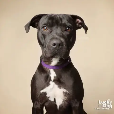 Stella