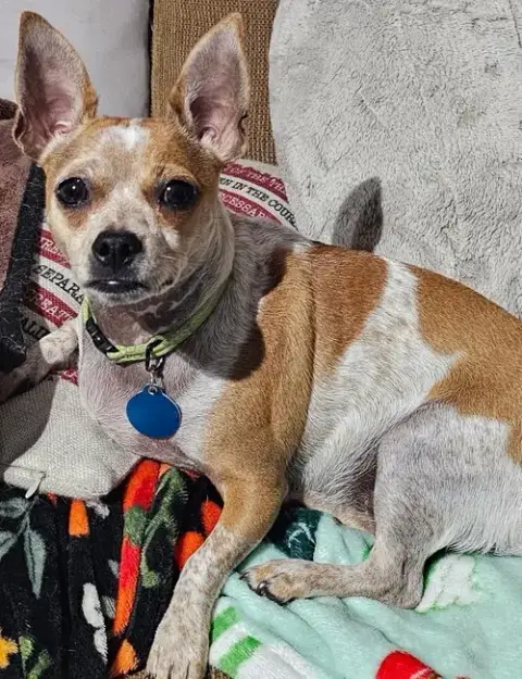 Biscuit *