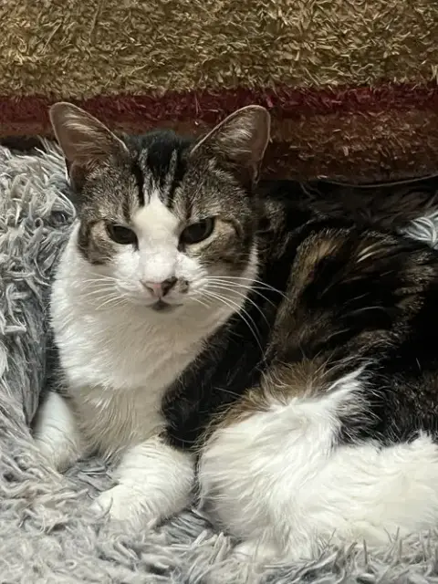 Ms. Kitty