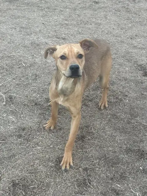 Bo