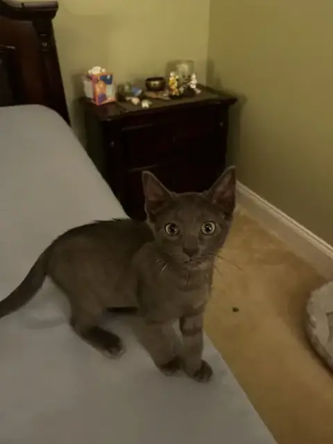 Misty Kitten