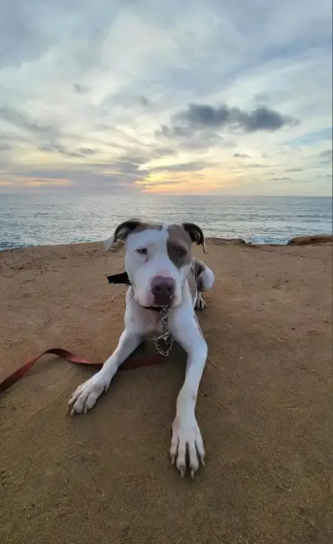 Morgan photo 2