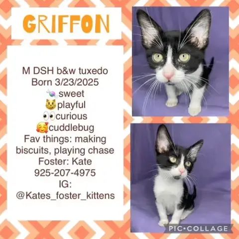Griffon photo 2