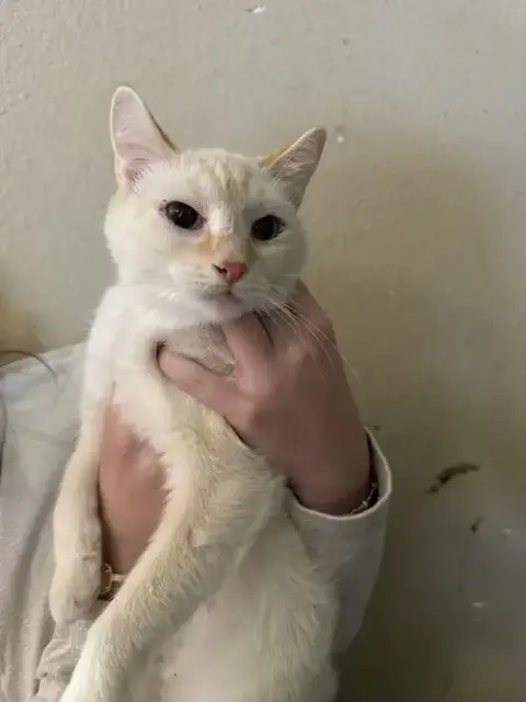 Kira