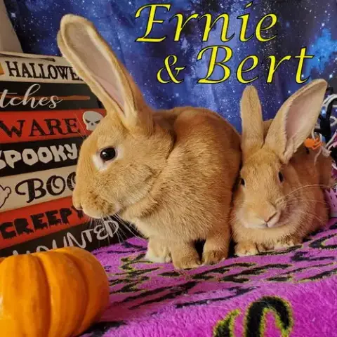 Ernie