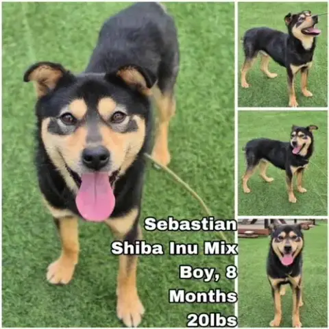 Sebastian From Korea