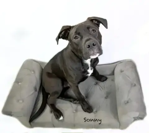 Sonny photo 3