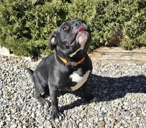 Chauncey De Charmer ~ Exquisite Pocket Bully photo 4