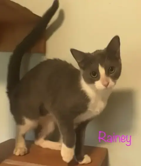 Rainey photo 3
