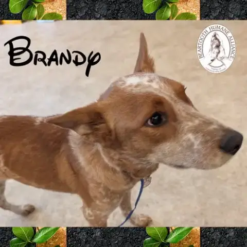 Brandy