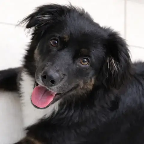 Enzo