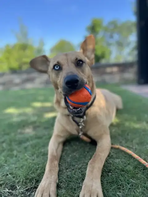 Piper photo 3