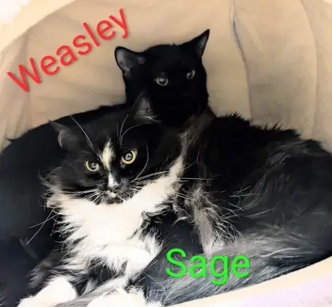 Weasley photo 2