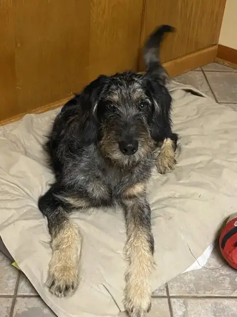 Mcscruff photo 2