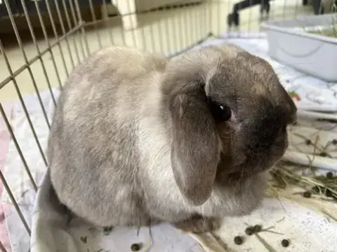 Miss Puff*