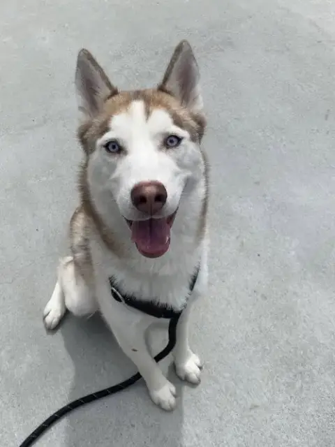 Koa photo 3