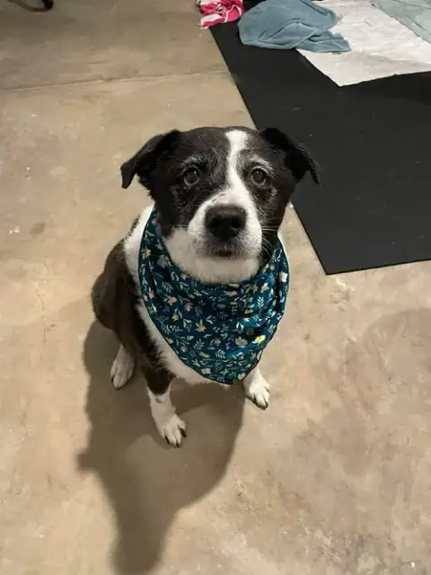 Stilla photo 3