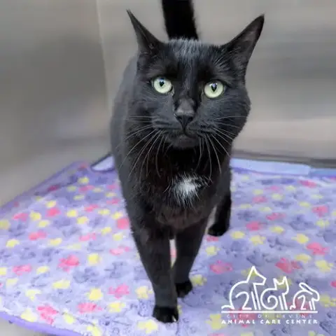 Laila